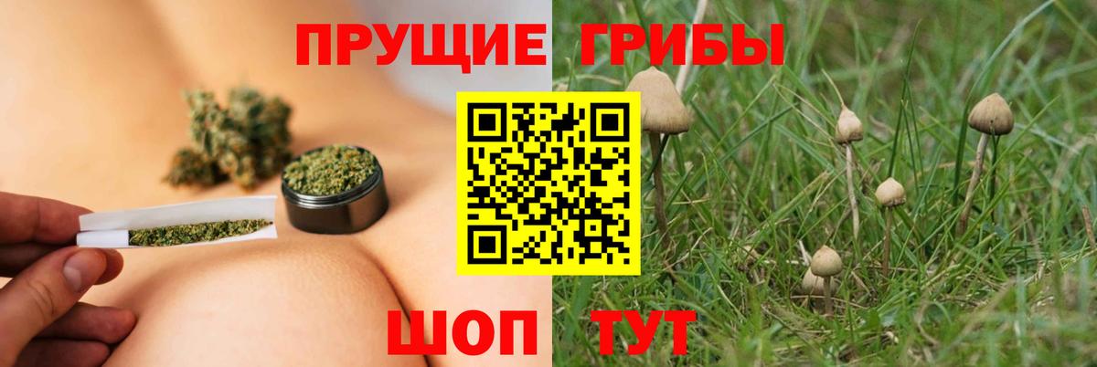 Галлюциногенные грибы Psilocybe Минеральные Воды